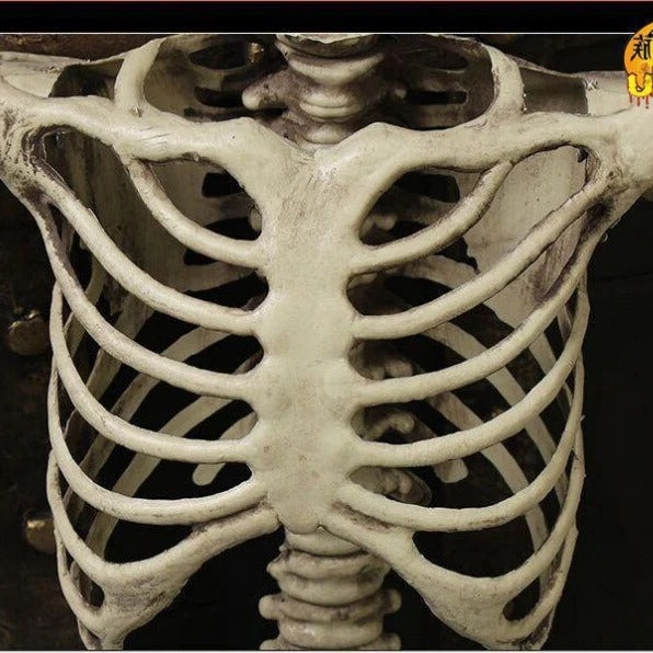 Life-Size Halloween Skeleton Decoration - Posable Figure for Spooky Displays