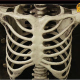 Life-Size Halloween Skeleton Decoration - Posable Figure for Spooky Displays